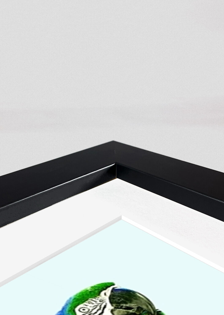 Koláž exotických vtákov