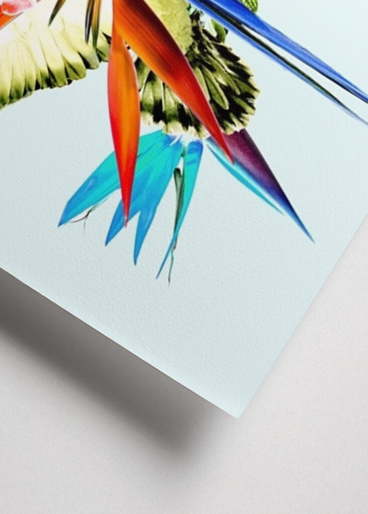 Koláž exotických vtákov