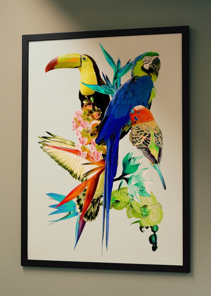 Koláž exotických vtákov