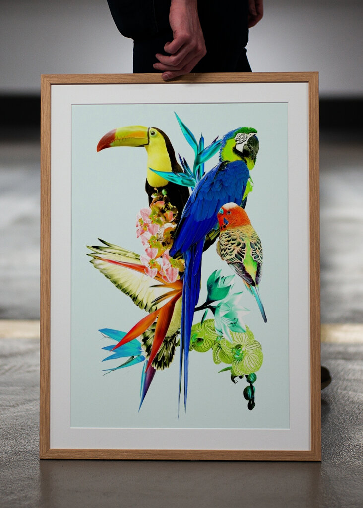 Koláž exotických vtákov