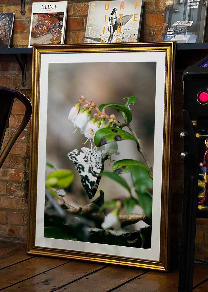 Spotted Butterfly on Bloom