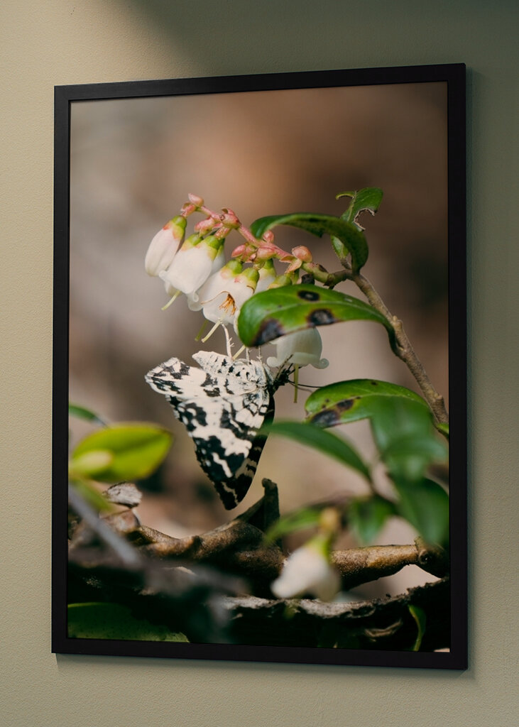 Spotted Butterfly on Bloom