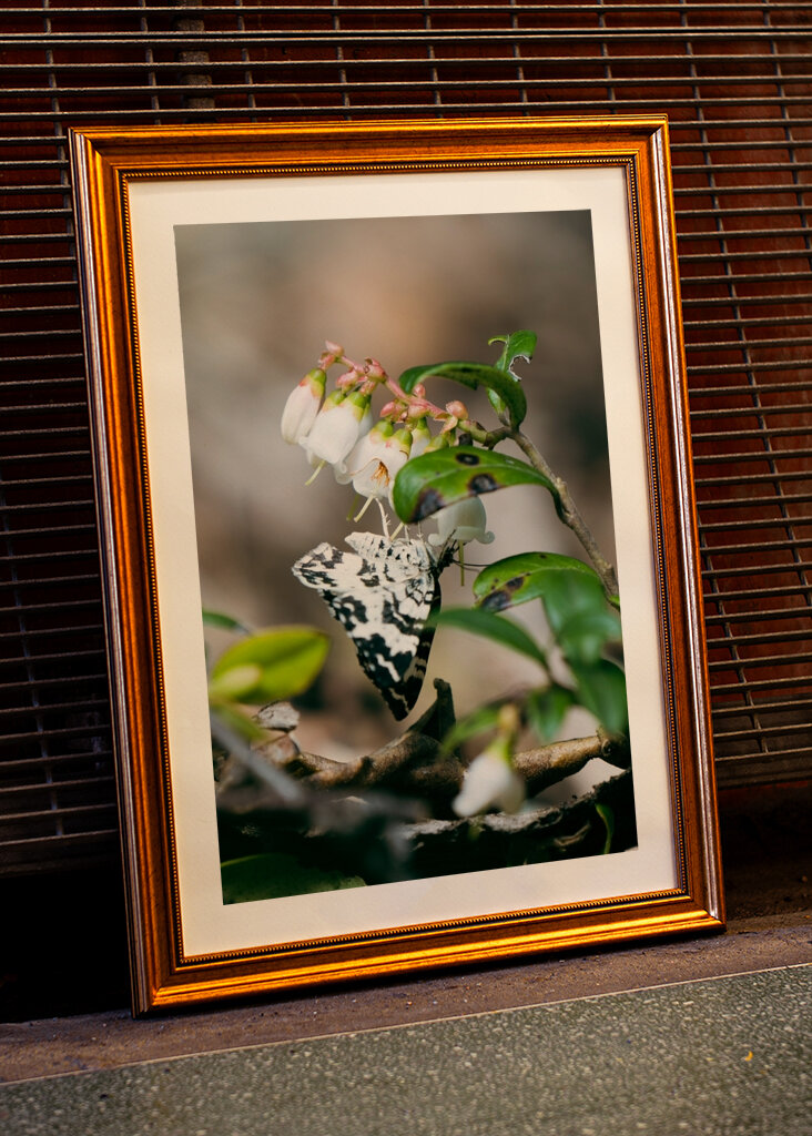 Spotted Butterfly on Bloom