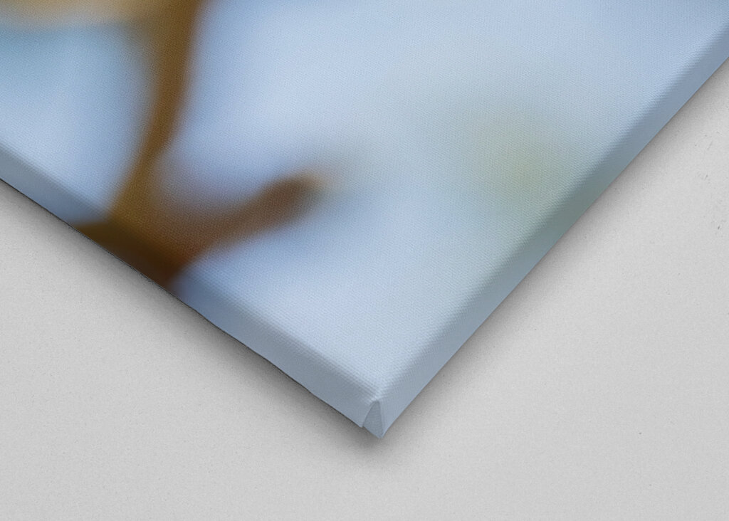 Kolmivarvastikka aarniometsässä