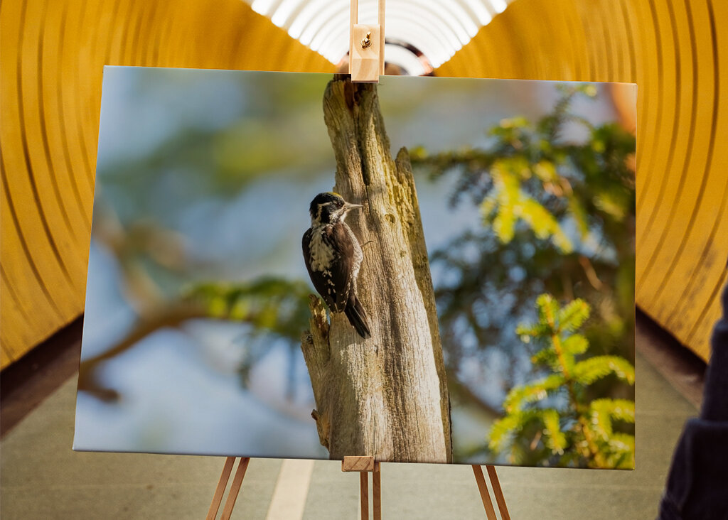 Kolmivarvastikka aarniometsässä