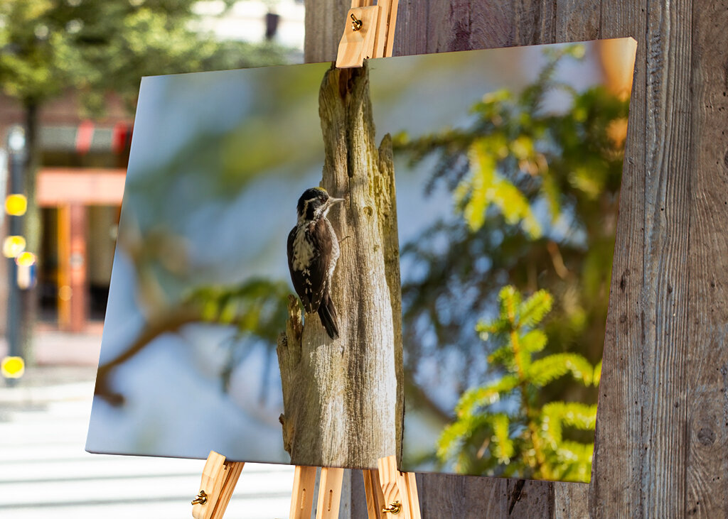Kolmivarvastikka aarniometsässä