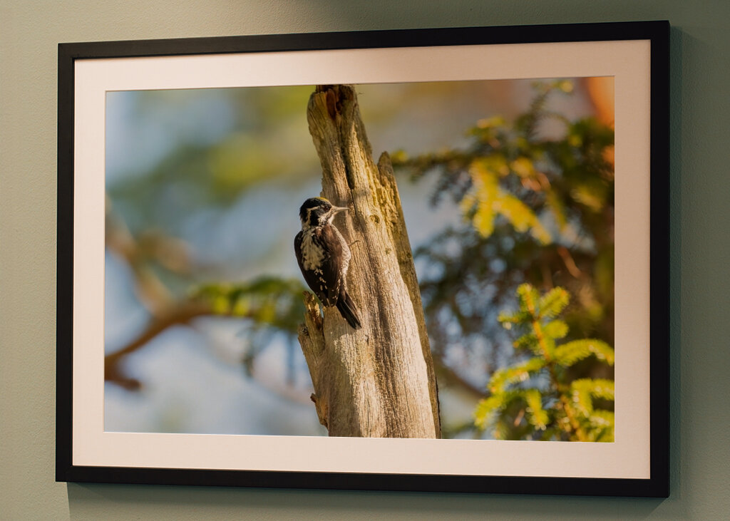 Kolmivarvastikka aarniometsässä