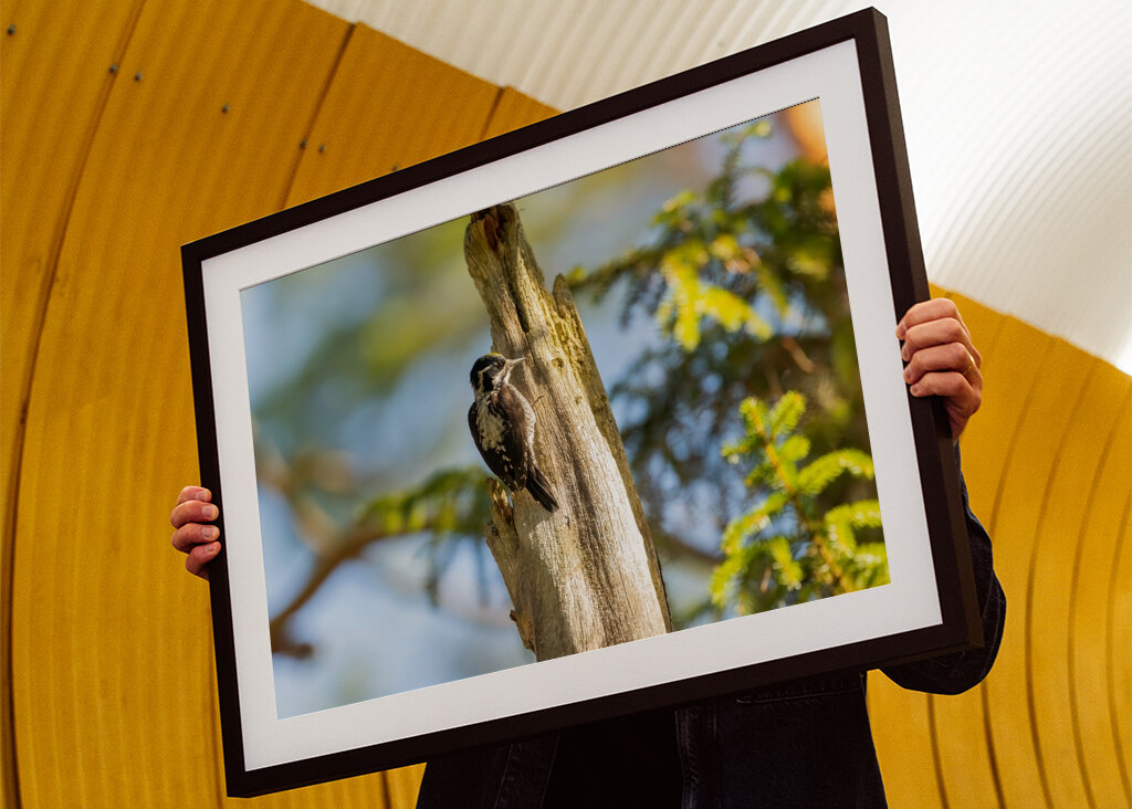 Kolmivarvastikka aarniometsässä