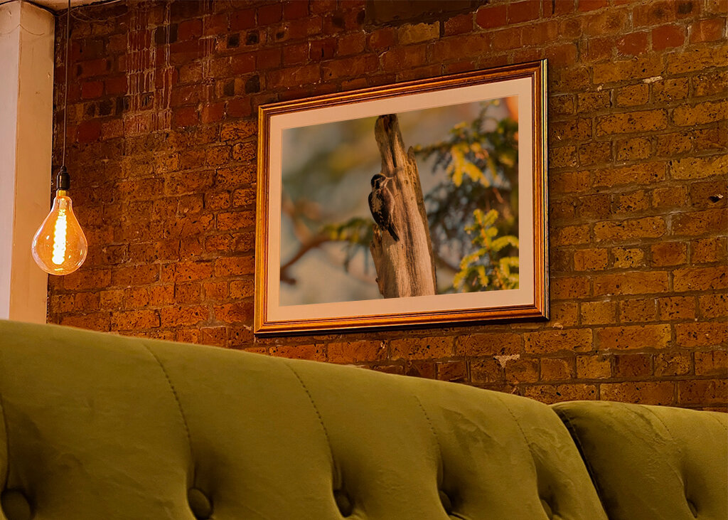 Kolmivarvastikka aarniometsässä