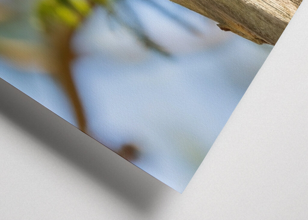 Kolmivarvastikka aarniometsässä