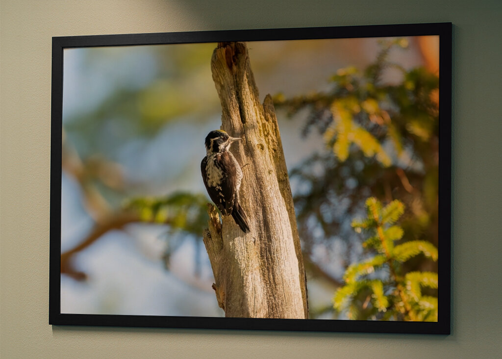 Kolmivarvastikka aarniometsässä