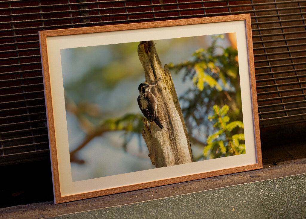 Kolmivarvastikka aarniometsässä