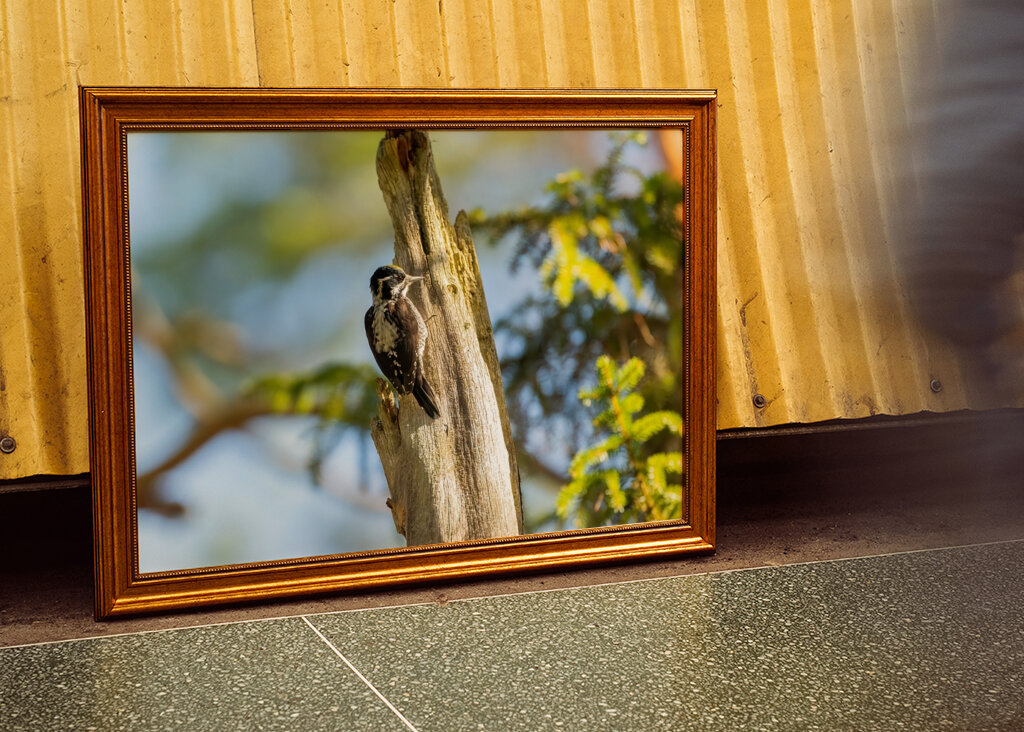 Kolmivarvastikka aarniometsässä