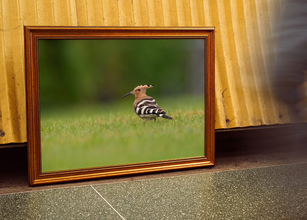 Posmešný vták na príjemnej návšteve