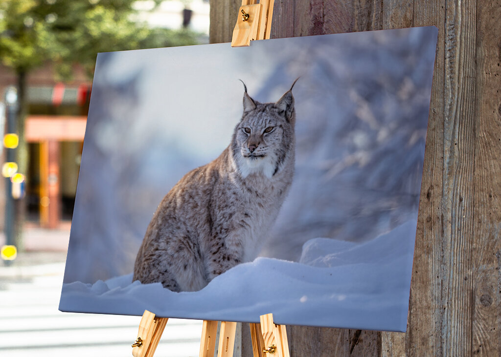 Lynx in Winter Evening Sunset
