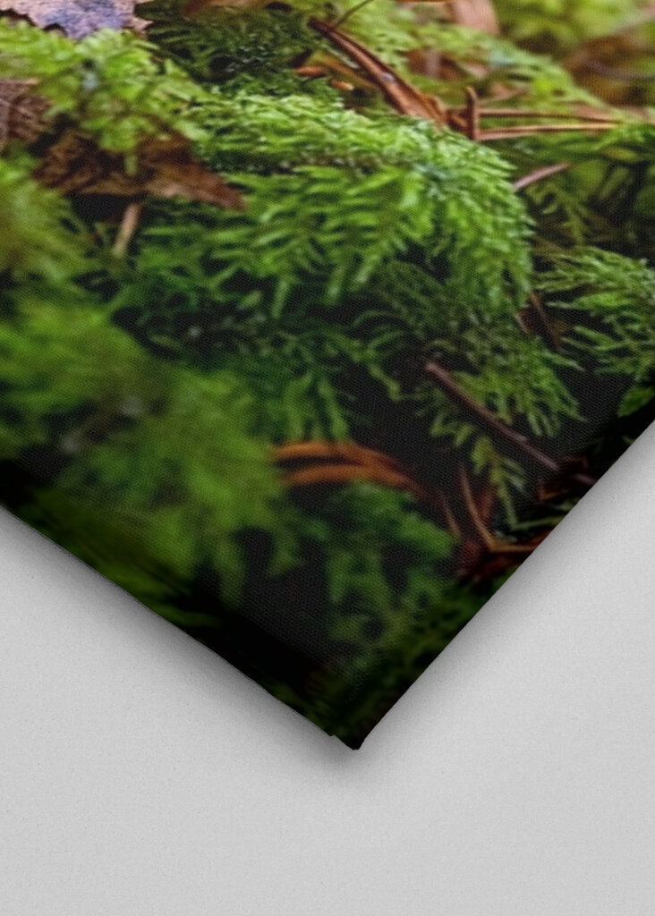 Houby na lesní mýtině