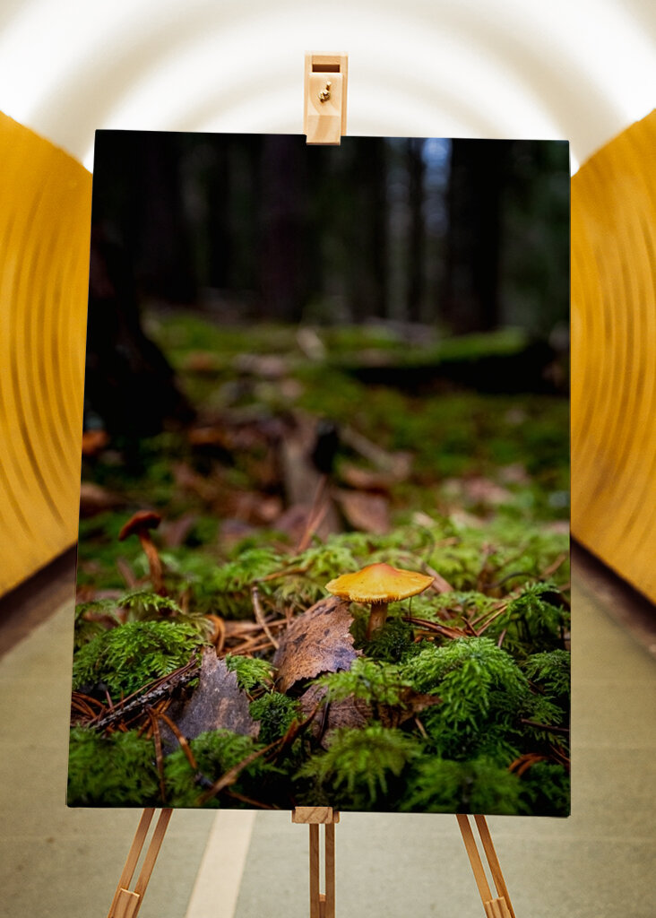 Houby na lesní mýtině