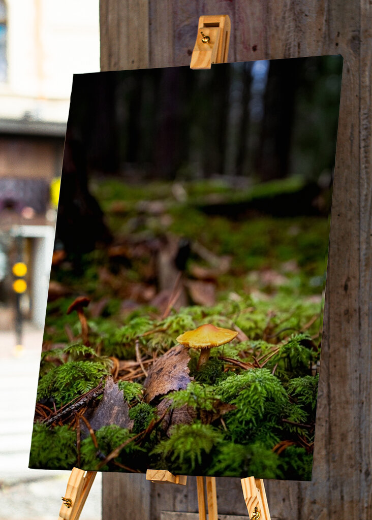 Houby na lesní mýtině