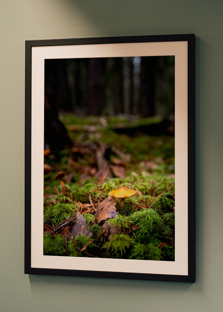 Houby na lesní mýtině