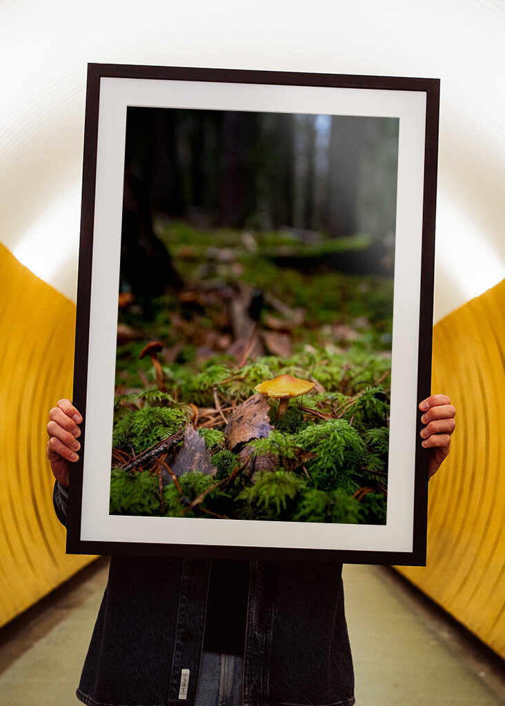 Houby na lesní mýtině