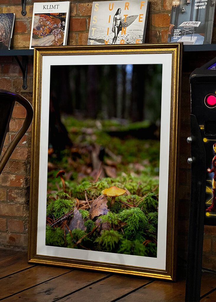 Houby na lesní mýtině