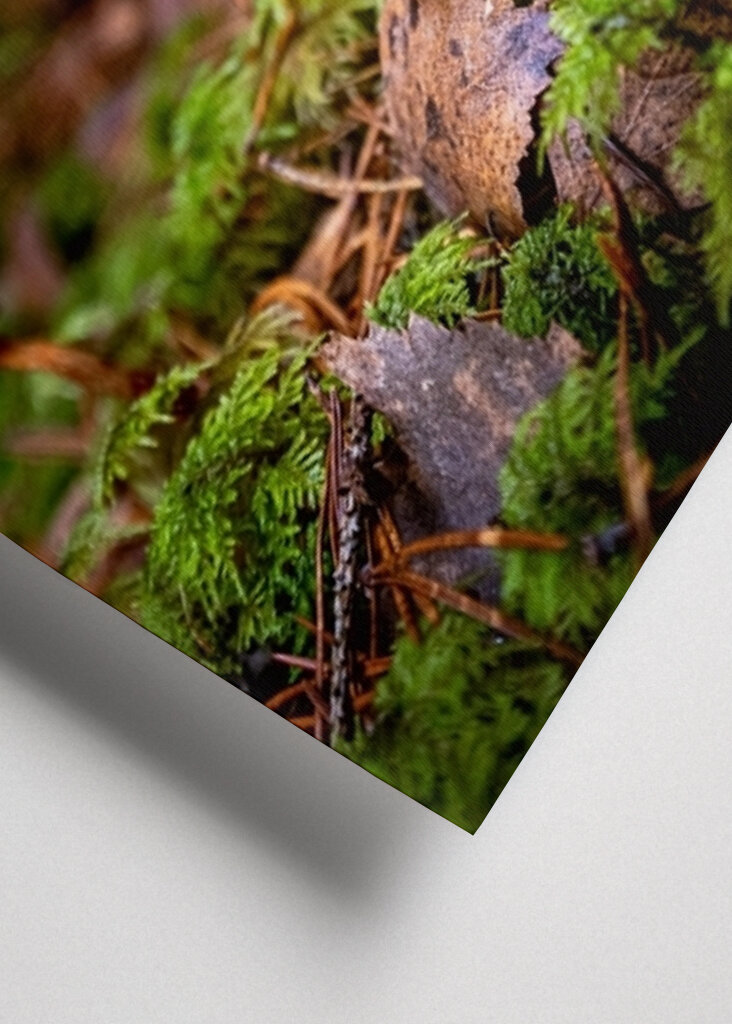 Houby na lesní mýtině