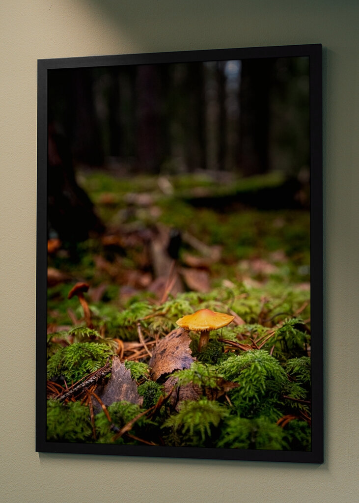 Houby na lesní mýtině