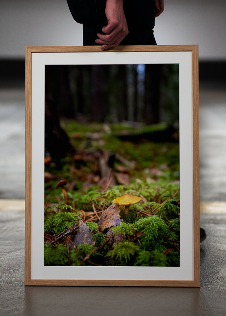 Houby na lesní mýtině