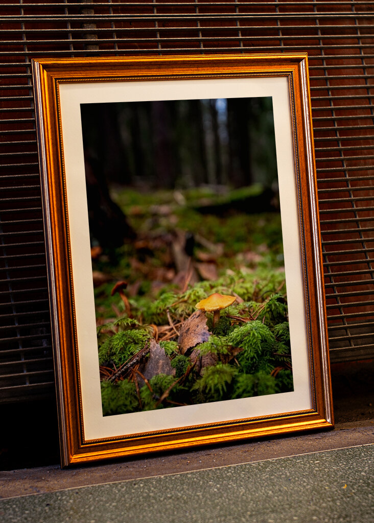 Houby na lesní mýtině