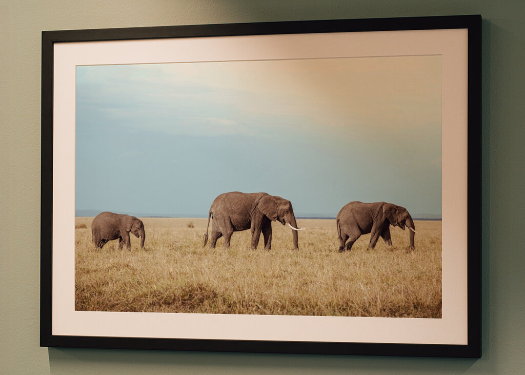 Elephant family in Safari 