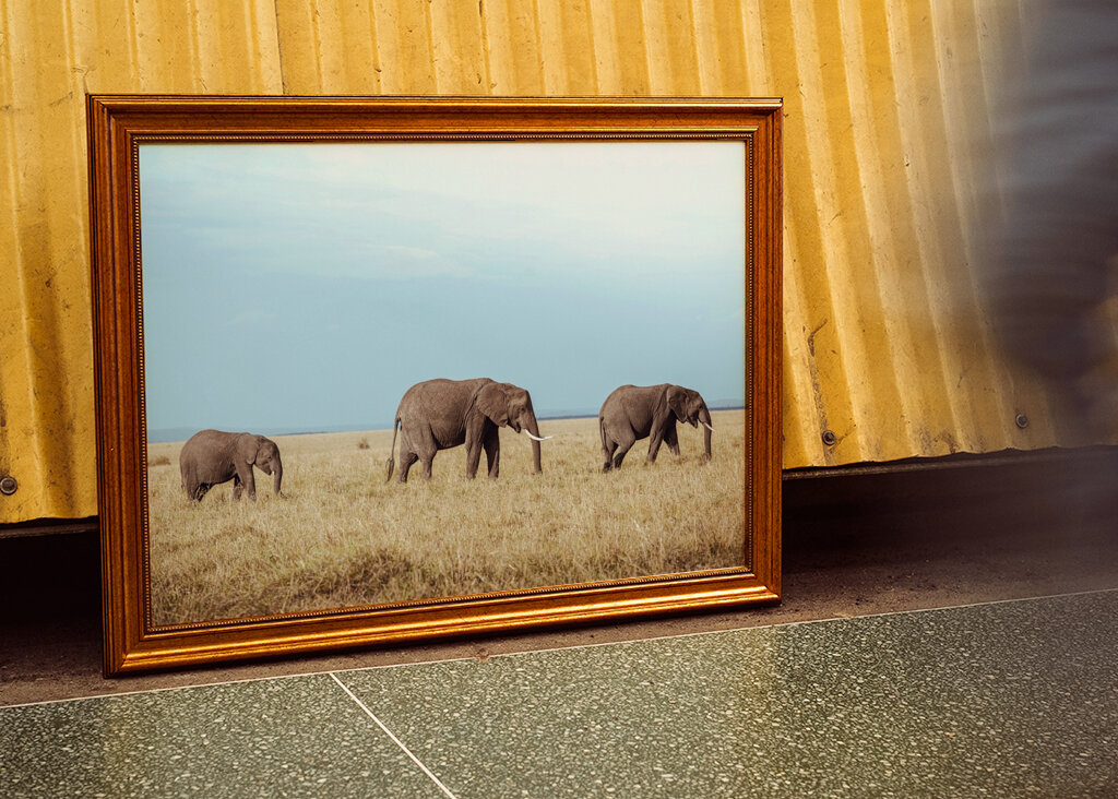 Elephant family in Safari 