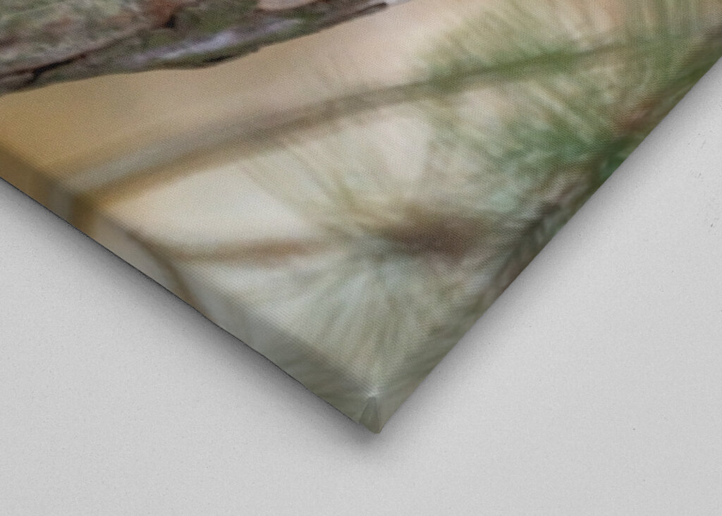 Squirel on pine branch