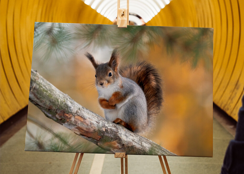 Squirel on pine branch