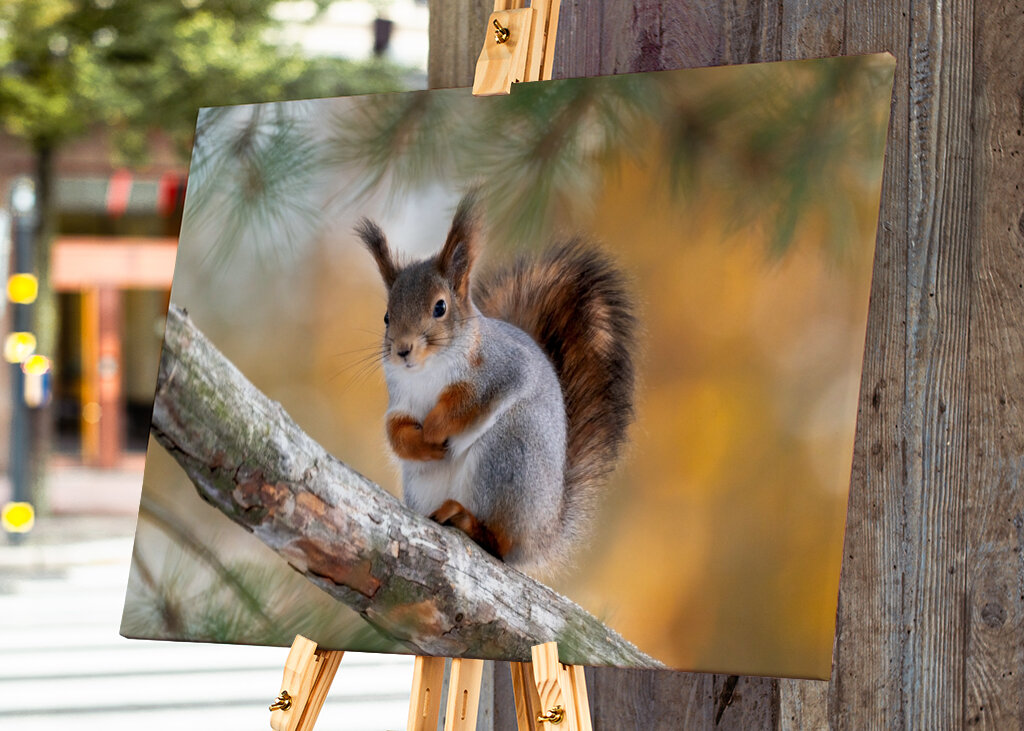 Squirel on pine branch