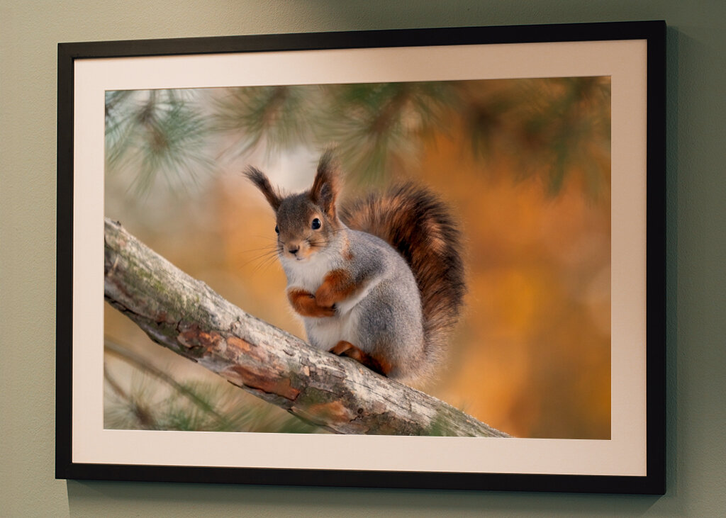 Squirel on pine branch