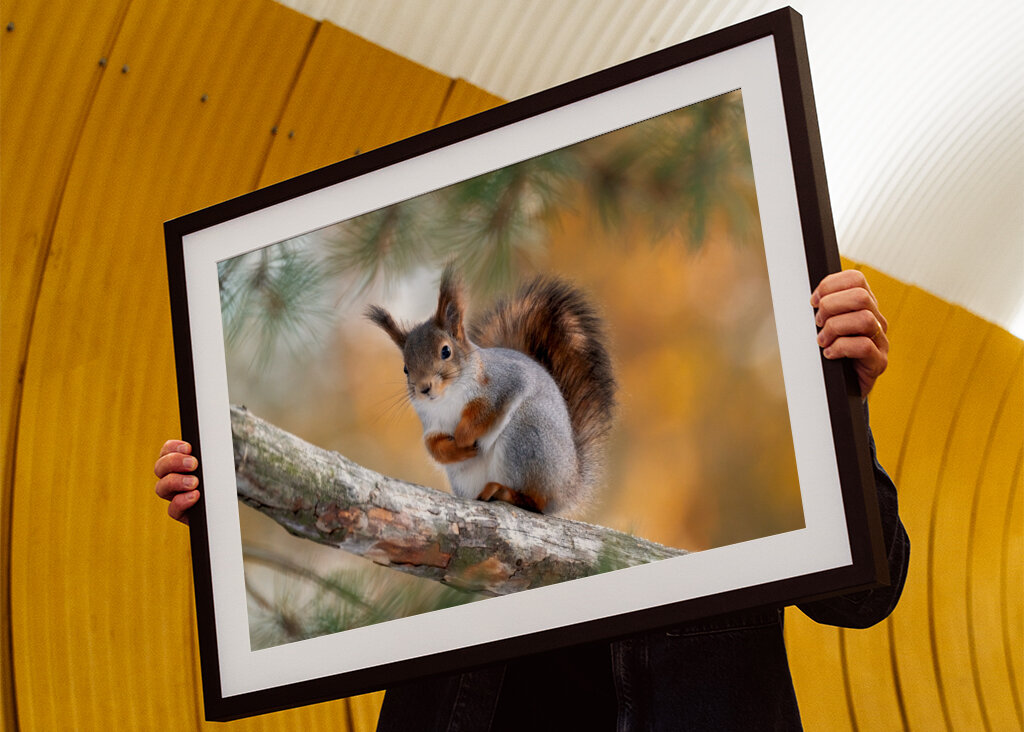 Squirel on pine branch