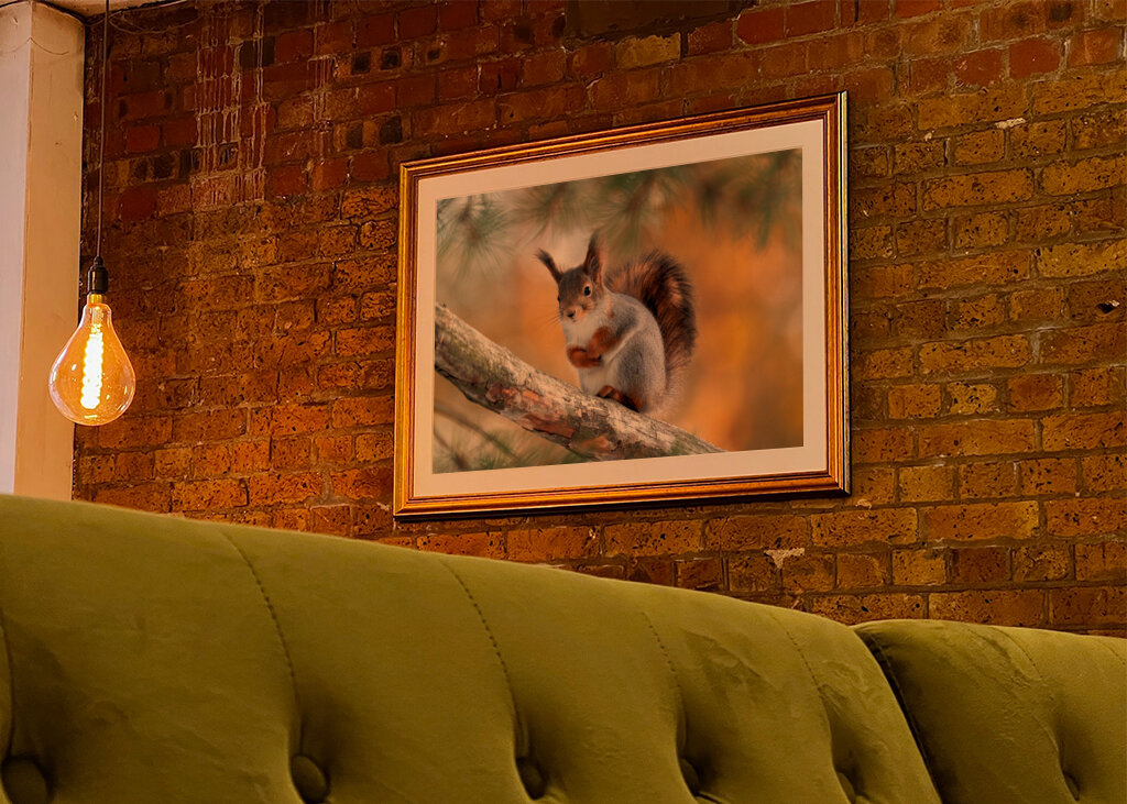 Squirel on pine branch