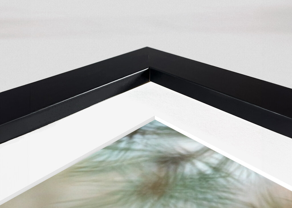 Squirel on pine branch