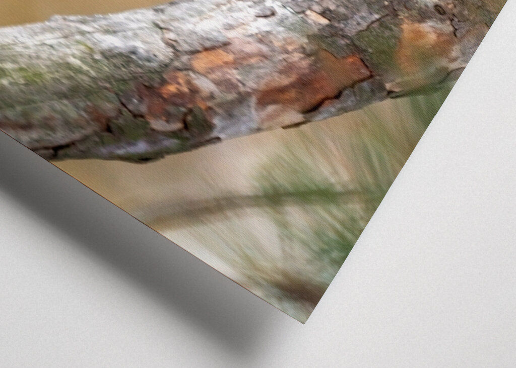 Squirel on pine branch