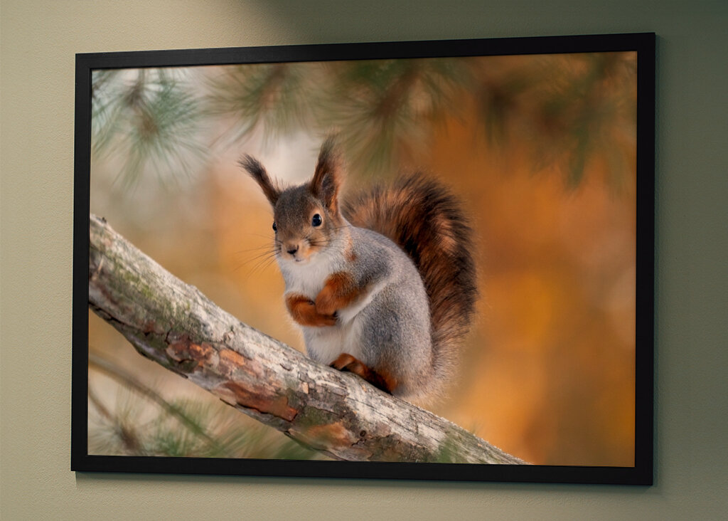 Squirel on pine branch