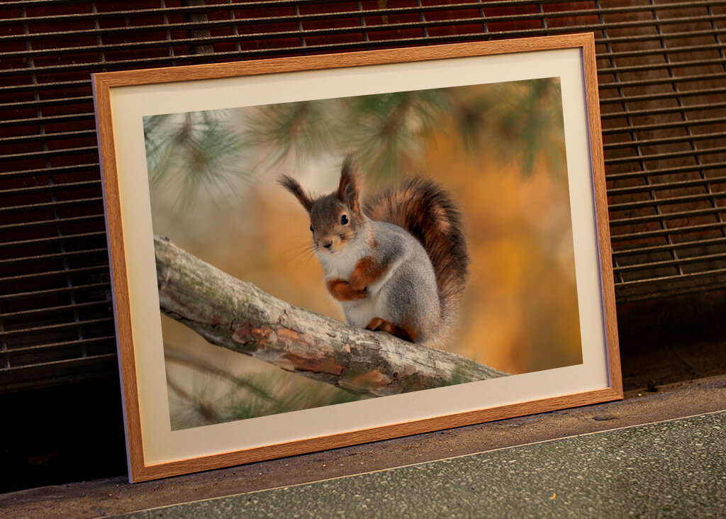 Squirel on pine branch