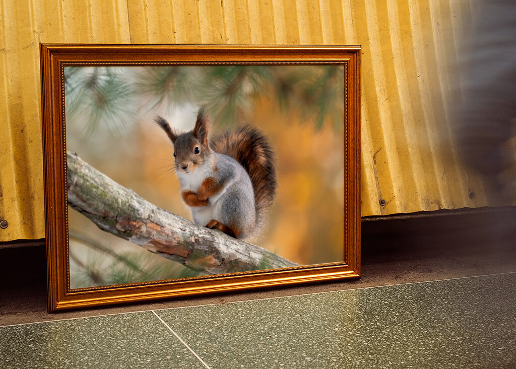 Squirel on pine branch