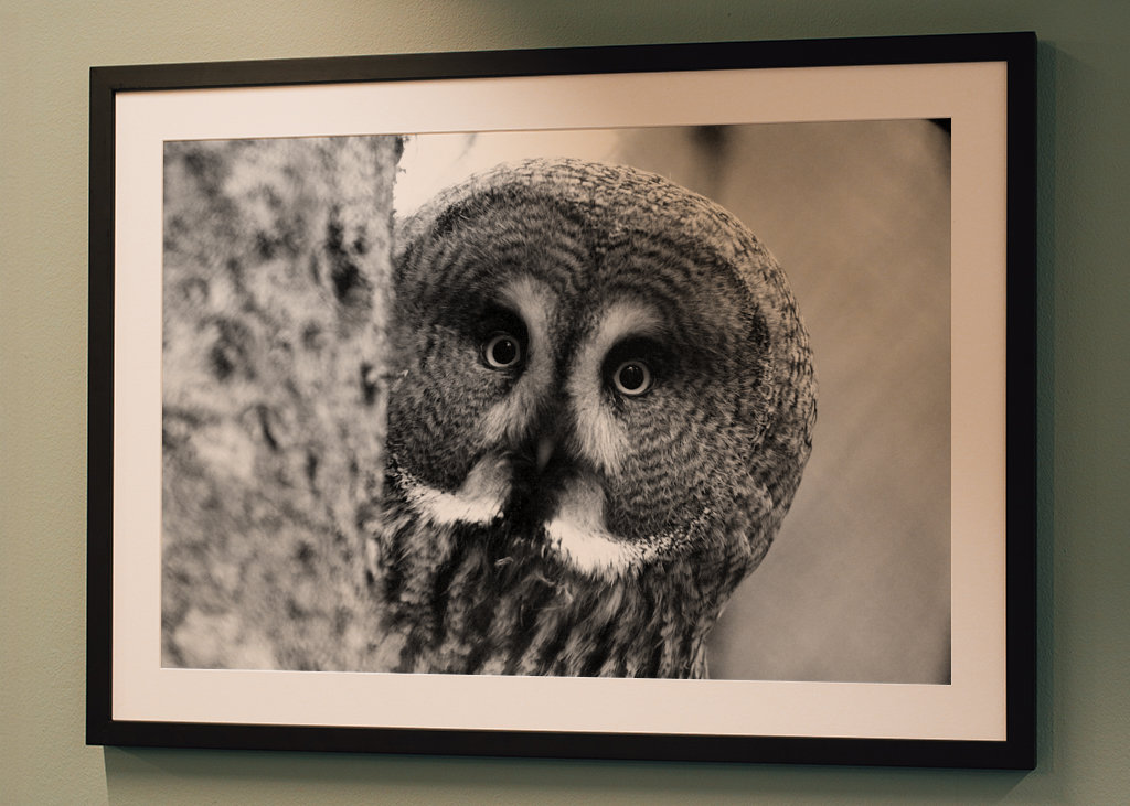 Grande coruja cinza preto/branco