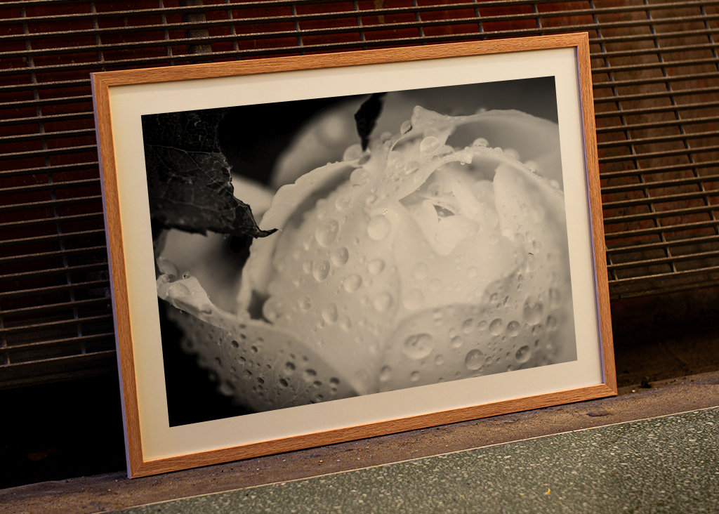 Wet Rose