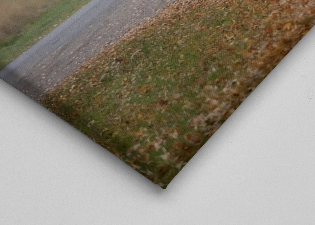 Paseo en carruaje tirado por caballos 