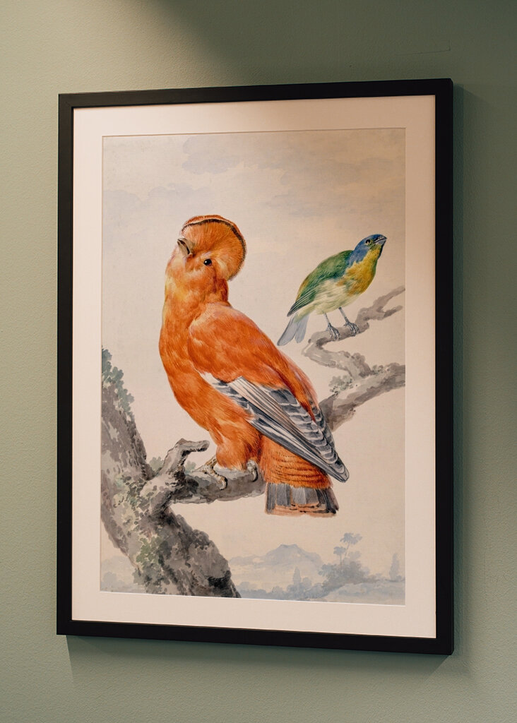 Dva exotičtí ptáci