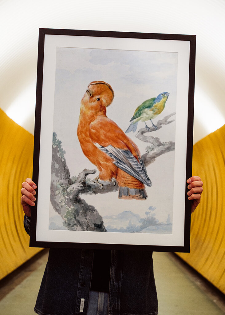 Dva exotičtí ptáci