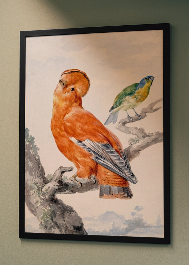 Dva exotičtí ptáci