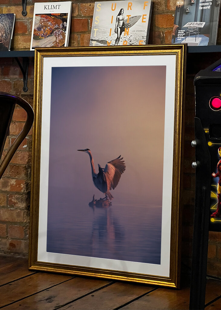 Airone cenerino nella nebbia mattutina