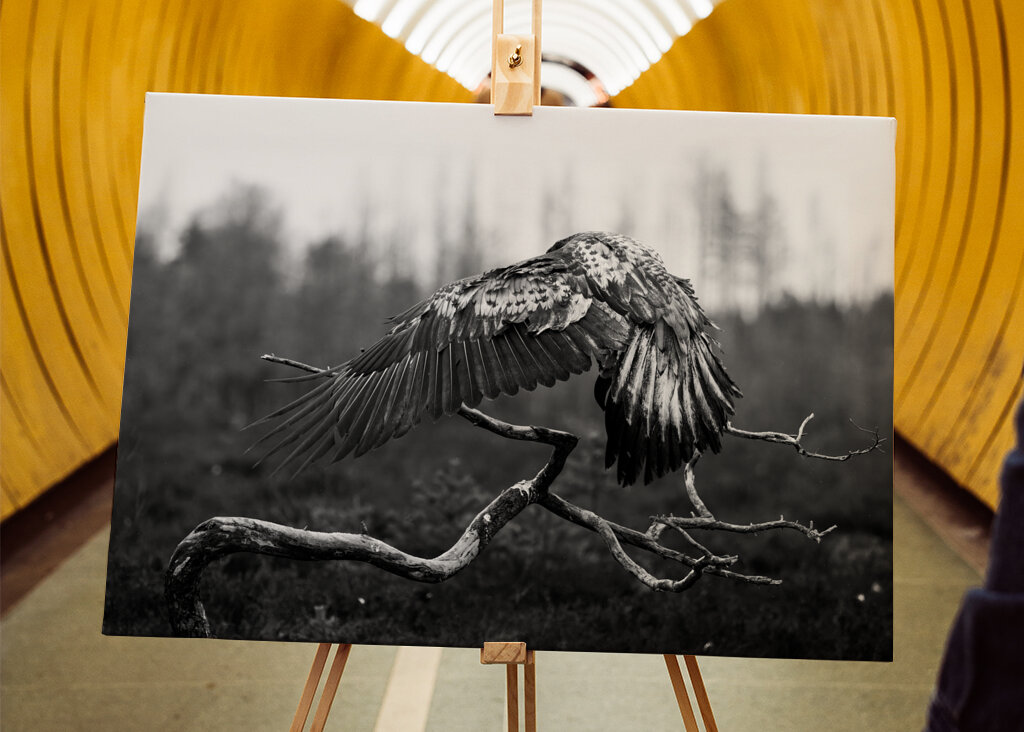 A védőszárnyak fensége